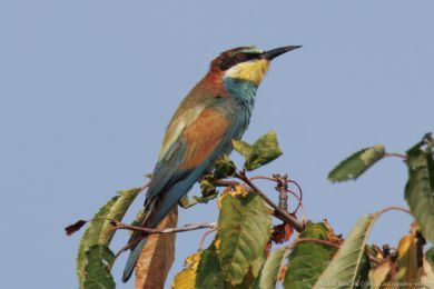 Vlha pestrá (Merops apiaster) Vlha pestrá (Merops apiaster)
