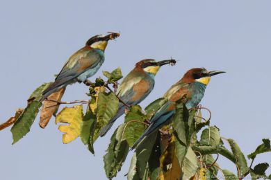 Vlha pestrá (Merops apiaster) Vlha pestrá (Merops apiaster)