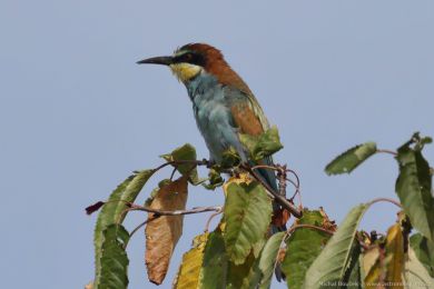 Vlha pestrá (Merops apiaster) Vlha pestrá (Merops apiaster)