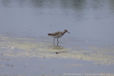 Vodou&scaron; bahenn&iacute; (Tringa glareola)