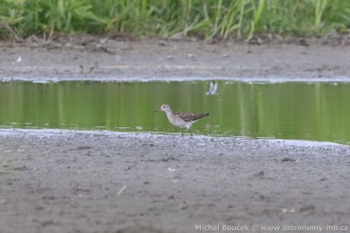 Vodou&scaron; bahenn&iacute; (Tringa glareola)