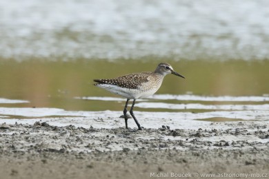 Vodou&scaron; bahenn&iacute; (Tringa glareola)