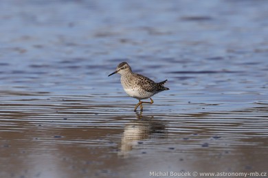 Vodou&scaron; bahenn&iacute; (Tringa glareola)