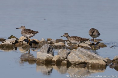 Vodou&scaron; bahenn&iacute; (Tringa glareola)