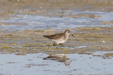 Vodou&scaron; bahenn&iacute; (Tringa glareola)