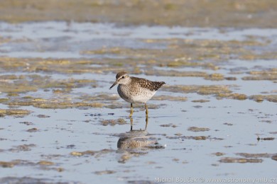 Vodou&scaron; bahenn&iacute; (Tringa glareola)
