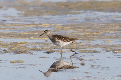 Vodou&scaron; bahenn&iacute; (Tringa glareola)