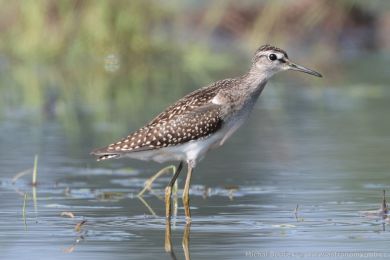 Vodou&scaron; bahenn&iacute; (Tringa glareola)