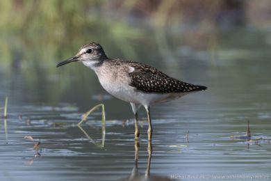 Vodou&scaron; bahenn&iacute; (Tringa glareola)