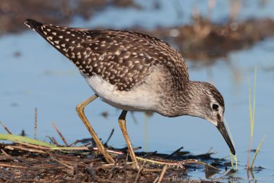 Vodou&scaron; bahenn&iacute; (Tringa glareola)
