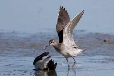 Vodou&scaron; bahenn&iacute; (Tringa glareola)