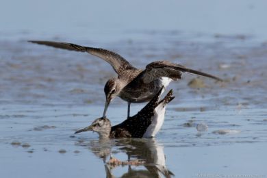 Vodou&scaron; bahenn&iacute; (Tringa glareola)