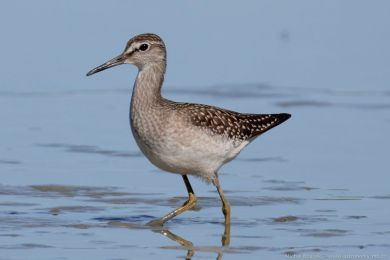 Vodou&scaron; bahenn&iacute; (Tringa glareola)