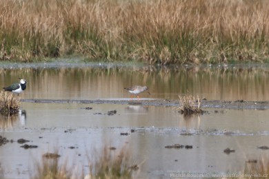 Vodouš rudonohý (Tringa totanus) Vodouš rudonohý (Tringa totanus)
