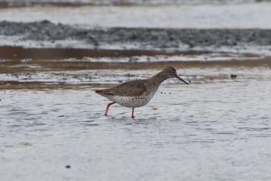 Vodouš rudonohý (Tringa totanus) Vodouš rudonohý (Tringa totanus)