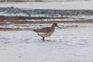 Vodouš rudonohý (Tringa totanus) Vodouš rudonohý (Tringa totanus)