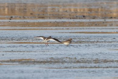 Vodouš rudonohý (Tringa totanus) Vodouš rudonohý (Tringa totanus)