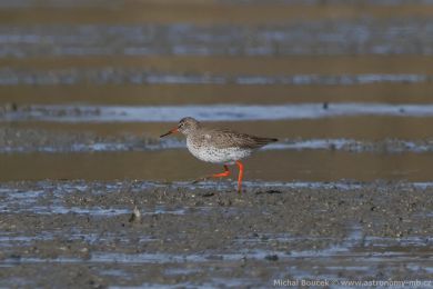 Vodouš rudonohý (Tringa totanus) Vodouš rudonohý (Tringa totanus)
