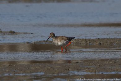 Vodouš rudonohý (Tringa totanus) Vodouš rudonohý (Tringa totanus)
