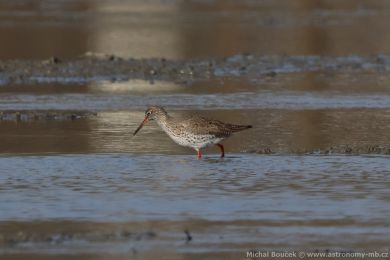 Vodouš rudonohý (Tringa totanus) Vodouš rudonohý (Tringa totanus)