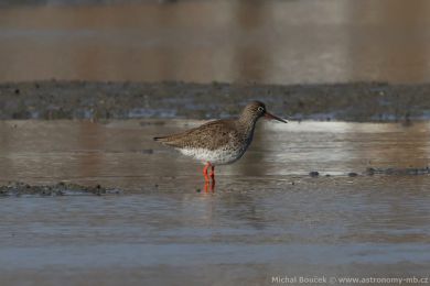 Vodouš rudonohý (Tringa totanus) Vodouš rudonohý (Tringa totanus)