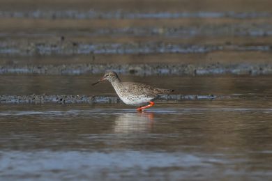 Vodouš rudonohý (Tringa totanus) Vodouš rudonohý (Tringa totanus)