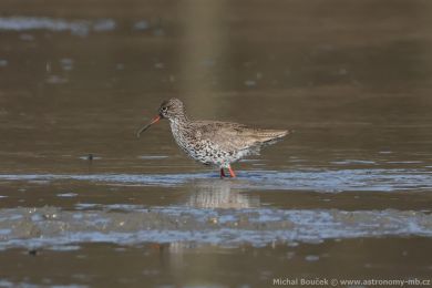Vodouš rudonohý (Tringa totanus) Vodouš rudonohý (Tringa totanus)