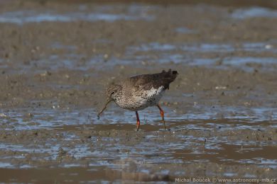 Vodouš rudonohý (Tringa totanus) Vodouš rudonohý (Tringa totanus)