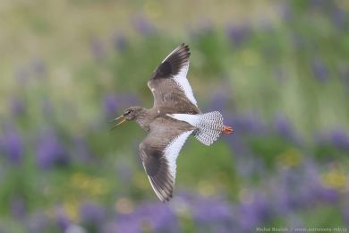 Vodouš rudonohý (Tringa totanus) Vodouš rudonohý (Tringa totanus)