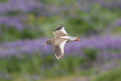 Vodouš rudonohý (Tringa totanus) Vodouš rudonohý (Tringa totanus)