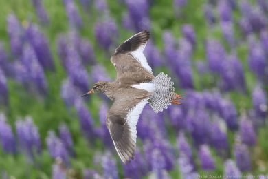 Vodouš rudonohý (Tringa totanus) Vodouš rudonohý (Tringa totanus)
