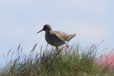 Vodouš rudonohý (Tringa totanus) Vodouš rudonohý (Tringa totanus)
