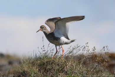 Vodouš rudonohý (Tringa totanus) Vodouš rudonohý (Tringa totanus)