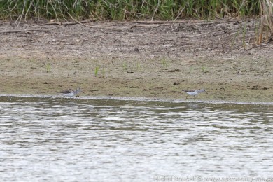 Vodouš šedý (Tringa nebularia) Vodouš šedý (Tringa nebularia)
