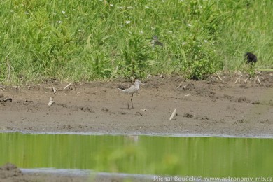 Vodouš šedý (Tringa nebularia) Vodouš šedý (Tringa nebularia)