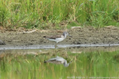 Vodouš šedý (Tringa nebularia) Vodouš šedý (Tringa nebularia)