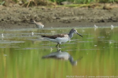 Vodouš šedý (Tringa nebularia) Vodouš šedý (Tringa nebularia)