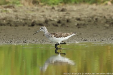 Vodouš šedý (Tringa nebularia) Vodouš šedý (Tringa nebularia)