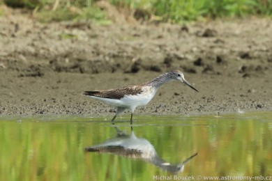 Vodouš šedý (Tringa nebularia) Vodouš šedý (Tringa nebularia)