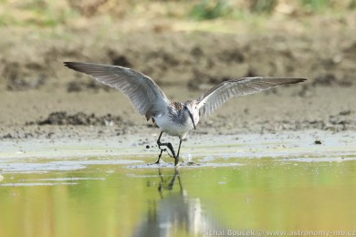 Vodouš šedý (Tringa nebularia) Vodouš šedý (Tringa nebularia)
