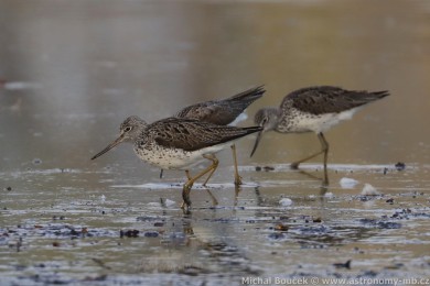 Vodouš šedý (Tringa nebularia) Vodouš šedý (Tringa nebularia)