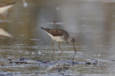 Vodouš šedý (Tringa nebularia) Vodouš šedý (Tringa nebularia)