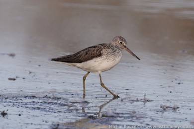 Vodouš šedý (Tringa nebularia) Vodouš šedý (Tringa nebularia)