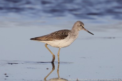 Vodouš šedý (Tringa nebularia) Vodouš šedý (Tringa nebularia)