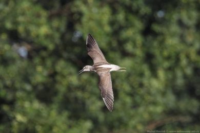 Vodou&scaron; &scaron;ed&yacute; (Tringa nebularia)