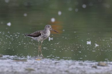 Vodou&scaron; &scaron;ed&yacute; (Tringa nebularia)
