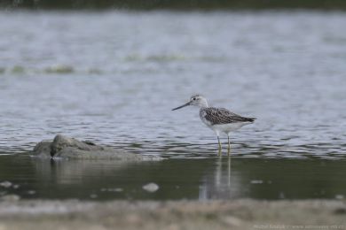 Vodou&scaron; &scaron;ed&yacute; (Tringa nebularia)