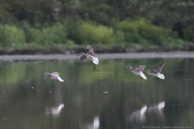 Vodou&scaron; &scaron;ed&yacute; (Tringa nebularia)