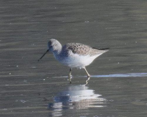 Vodou&scaron; &scaron;t&iacute;hl&yacute; (Tringa stagnatilis)