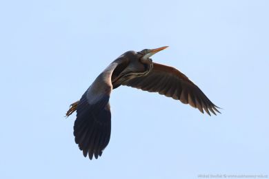 Volavka �erven&aacute; (Ardea purpurea)